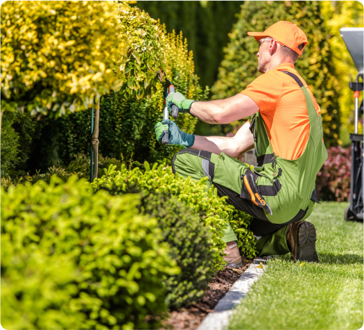 A man in an orange shirt and green overalls is pruning bushes.